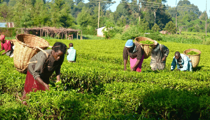 Women at the Heart of Cooperative Growth
